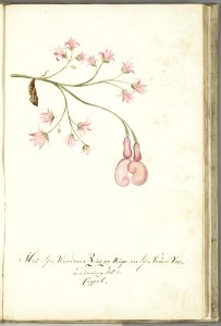 KITLV - 37A48 - Markée, Cornelis - Pink flowers with caterpillar - Brush drawing - Circa 1763