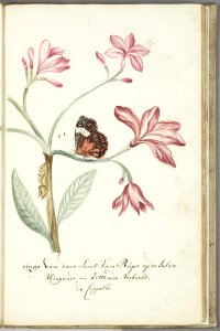 KITLV - 37A52 - Markée, Cornelis - A jasmine tree branch, with caterpillar and sitting and flying butterfly - Brush drawing - Circa 1763