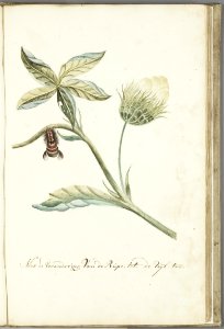 KITLV - 37A56 - Markée, Cornelis - Plant with flower and leaves. Caterpillar changing into a moth. - Brush drawing - Circa 1763