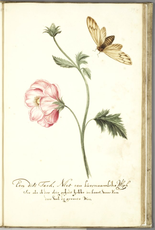 KITLV - 37A60 - Markée, Cornelis - A branch with a Surinam fly, the largest of three I had - Brush drawing - Circa 1763