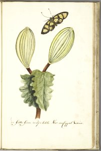 KITLV - 37A64 - Markée, Cornelis - Gitte gom plant with fruit and butterfly - Brush drawing - Circa 1763