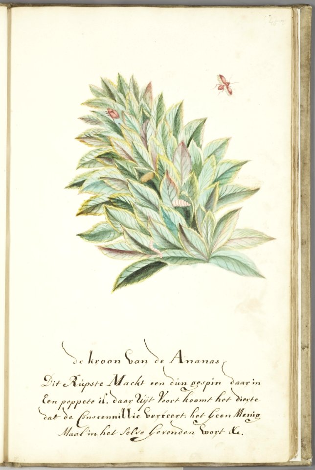 KITLV - 37A68 - Markée, Cornelis - Pineapple crown with caterpillar producing cochenille, larva and butterfly. - Brush drawing - Circa 1763