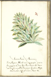 KITLV - 37A68 - Markée, Cornelis - Pineapple crown with caterpillar producing cochenille, larva and butterfly. - Brush drawing - Circa 1763