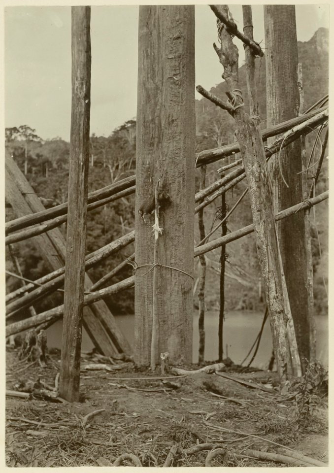 KITLV - 25707 - Demmeni, J. - Sacrifice of a piglet to the spirits in the ground where the poles of the house Kwing Irang, head of the Kayans at the Upper Mahakam, are placed - 1898-1900