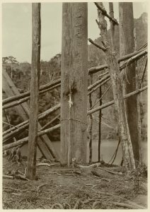 KITLV - 25707 - Demmeni, J. - Sacrifice of a piglet to the spirits in the ground where the poles of the house Kwing Irang, head of the Kayans at the Upper Mahakam, are placed - 1898-1900