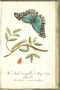 KITLV - 37A72 - Markée, Cornelis - Plant with leaves and flower, caterpillar and butterfly - Brush drawing - Circa 1763