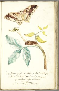 KITLV - 37A76 - Markée, Cornelis - Plant with caterpillar, its skin and butterfly - Brush drawing - Circa 1763