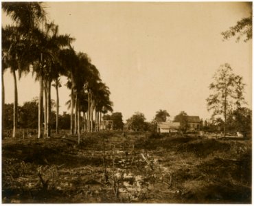 KITLV - 39060 - Muller, Julius Eduard - Paramaribo - Plantation Nieuwgrond (cocoa, cereals, bananas) in Surinam - circa 1885