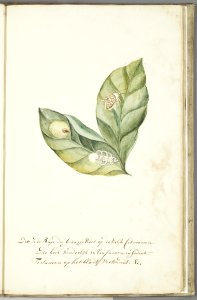 KITLV - 37A80 - Markée, Cornelis - Caterpillar on wild lemon leaves - Brush drawing - Circa 1763