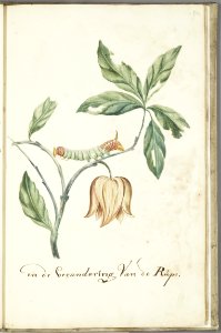 KITLV - 37A84 - Markée, Cornelis - Plant with leaves, flower and caterpillar - Brush drawing - Circa 1763