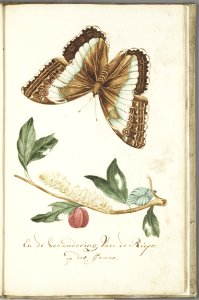 KITLV - 37A88 - Markée, Cornelis - Plant with leaves, caterpillar and butterfly - Brush drawing - Circa 1763