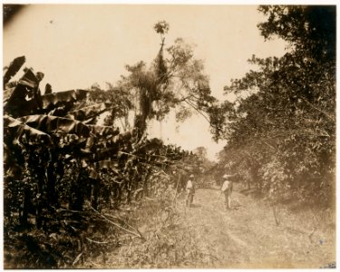 KITLV - 39072 - Muller, Julius Eduard - Paramaribo - Plantation in Surinam with bananas and cocoa - circa 1885 photo