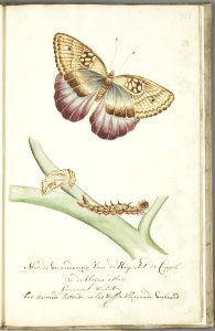 KITLV - 37A92 - Markée, Cornelis - Caterpillar with male butterfly (small atlast) sitting and female flying - Brush drawing - Circa 1763