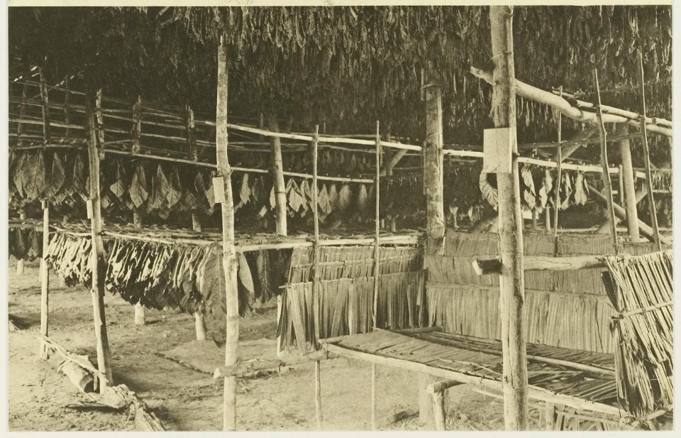 KITLV - 26864 - Kleingrothe, C.J. - Medan - Tobacco drying barn, Deli - circa 1905