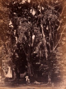 KITLV - 155227 - Buwalda, K. - Soerabaija - Backyard in Pasuruan - 1865