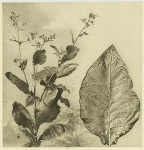 KITLV - 26868 - Kleingrothe, C.J. - Medan - Tobacco plant and tobacco leaf, Deli - circa 1905