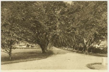KITLV - 26872 - Kleingrothe, C.J. - Medan - Sennahlaan at Tandjong Poera (Tanjung Pura), East Coast of Sumatra - circa 1905