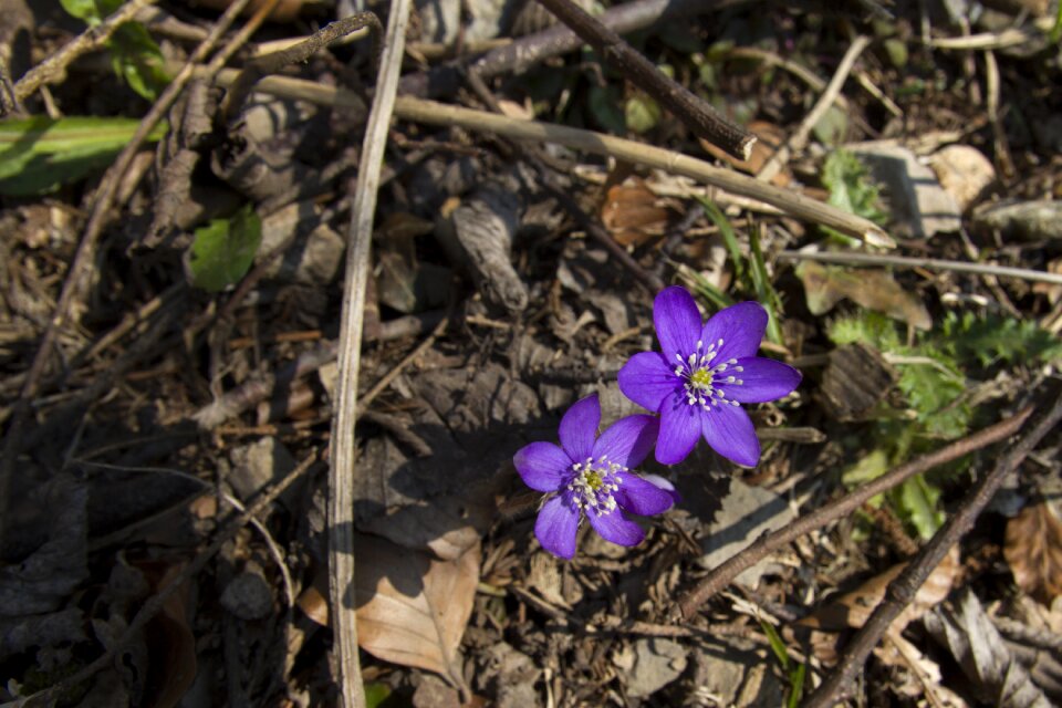 Common hepatica anemone hepatica spring