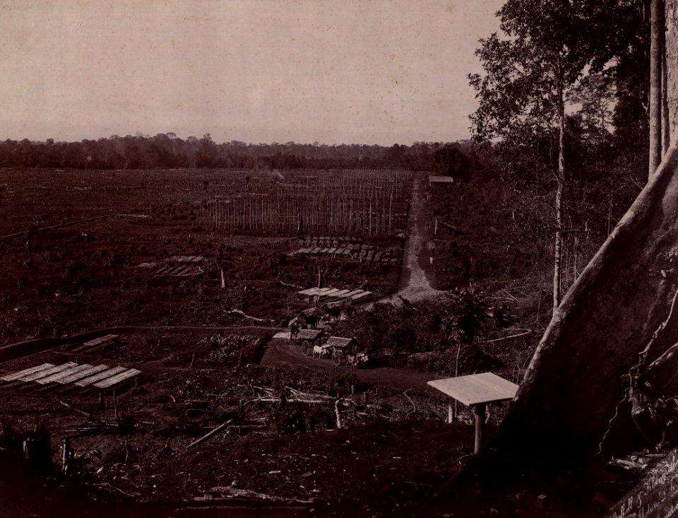 KITLV - 402756 - Stafhell & Kleingrothe - Medan-Deli - Cultivated fields and seed plots on a tobacco plantation in Deli - circa 1900