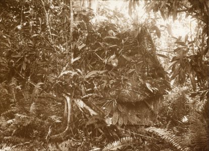KITLV - 158786 - Kurkdjian - Sourabaia-Java - Overgrown tomb (waruga) in the Minahasa - circa 1900