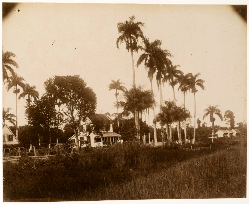 KITLV - 39054 - Muller, Julius Eduard - Paramaribo - Plantation Mon Souci (cocoa, bananas and cereals) in Surinam - circa 1885