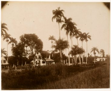 KITLV - 39054 - Muller, Julius Eduard - Paramaribo - Plantation Mon Souci (cocoa, bananas and cereals) in Surinam - circa 1885 photo