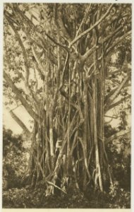 KITLV - 26924 - Kleingrothe, C.J. - Medan - Ficus elastica at Rambong, East Coast of Sumatra - circa 1905