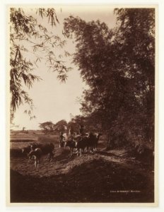 KITLV - 41486 - Kurkdjian - Soerabaja - Buffaloes with two boy tenders under trees on Java - circa 1920