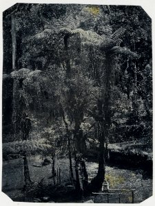 KITLV - 16046 - Junghuhn, Franz Wilhelm (1809-1864) - Cinchona experimental garden at Lembang near Bandung - circa 1860