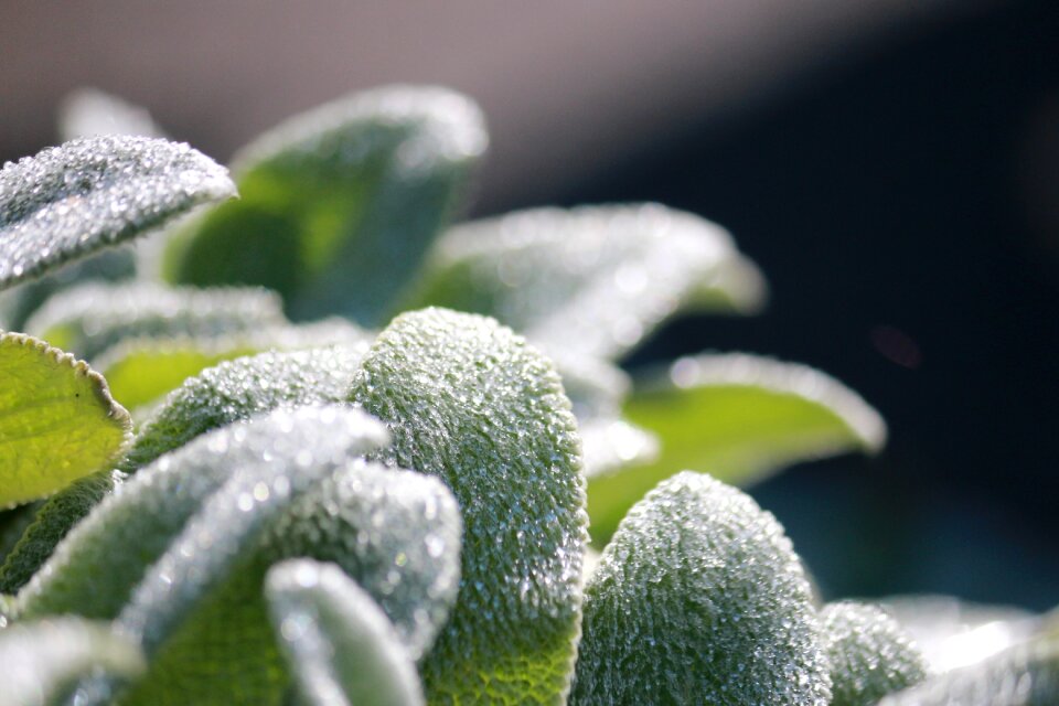 Close up dew drops dewdrop