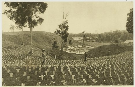 KITLV - 26936 - Kleingrothe, C.J. - Medan - Young tobacco under shade boards, East Coast of Sumatra - circa 1900