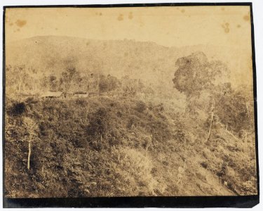 KITLV - 16048 - Junghuhn, Franz Wilhelm (1809-1864) - Cinchona plantation at Lembang near Bandung - circa 1860