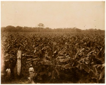 KITLV - 39070 - Muller, Julius Eduard - Paramaribo - Young banana plantation in Surinam - circa 1885 photo