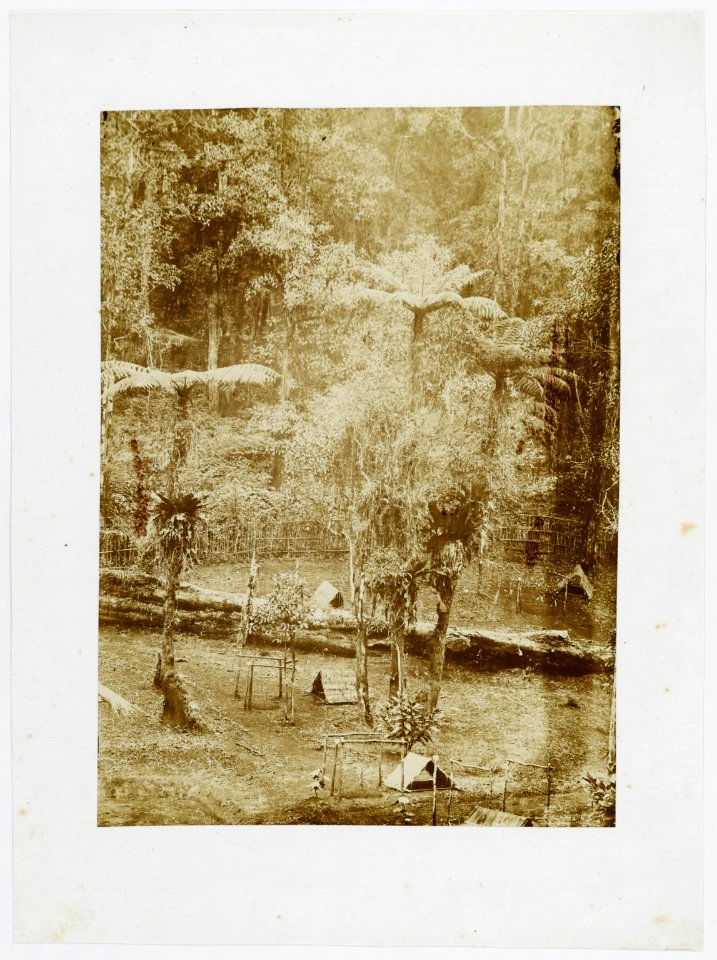 KITLV - 16058 - Junghuhn, Franz Wilhelm (1809-1864) - Cinchona experimental garden at Lembang near Bandung - circa 1860