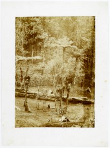 KITLV - 16058 - Junghuhn, Franz Wilhelm (1809-1864) - Cinchona experimental garden at Lembang near Bandung - circa 1860