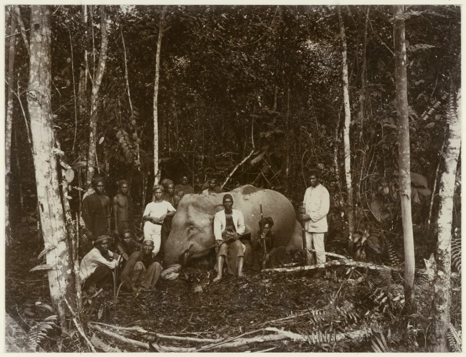 KITLV - 27772 - Stafhell & Kleingrothe - Medan - Gadjah-liar (= solitary elephant) felled by a single shot from a gun charge near Palembang - circa 1900