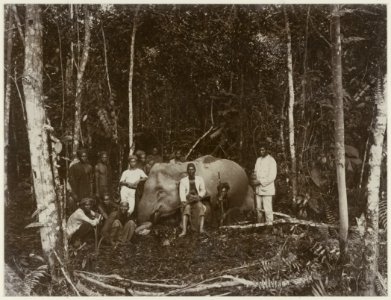 KITLV - 27772 - Stafhell & Kleingrothe - Medan - Gadjah-liar (= solitary elephant) felled by a single shot from a gun charge near Palembang - circa 1900