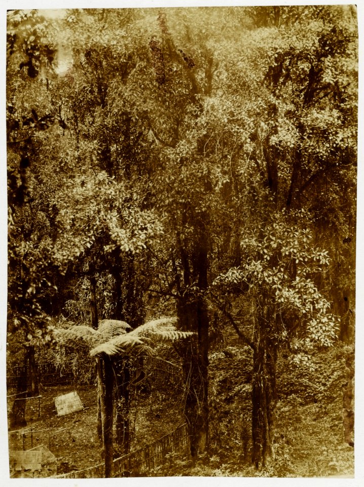 KITLV - 16072 - Junghuhn, Franz Wilhelm (1809-1864) - Cinchona experimental garden at Lembang near Bandung - circa 1860