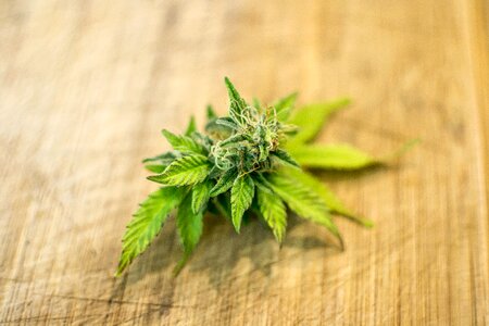 Desktop herb marijuana photo
