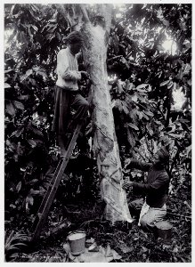 KITLV - 17811 - Kurkdjian - Soerabaja - Rubber tapping in Java - circa 1910