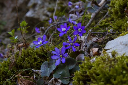 Common hepatica anemone hepatica spring