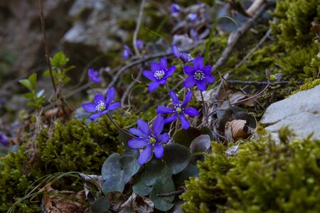 Common hepatica anemone hepatica spring photo