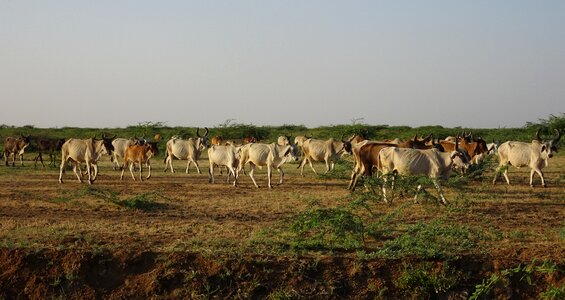 Livestock bovine milch photo