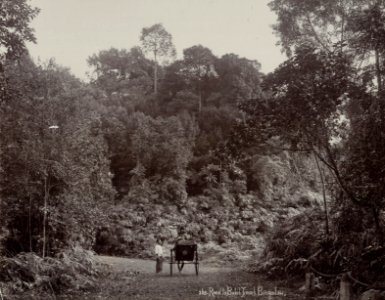 KITLV - 50202 - Lambert & Co., G.R. - Singapore - Road to Bukit Tima, Singapore - circa 1900 photo