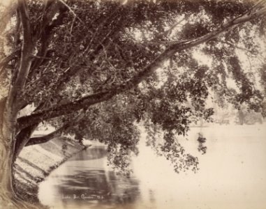 KITLV - 50206 - Lambert & Co., G.R. - Singapore - A lake in the botanical garden in Singapore - circa 1900 photo