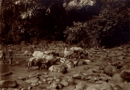 KITLV - 178905 - Kurkdjian, N.V. Photografisch Atelier - Soerabaia-Java - Boys wash buffalo in a river on Java - circa 1910