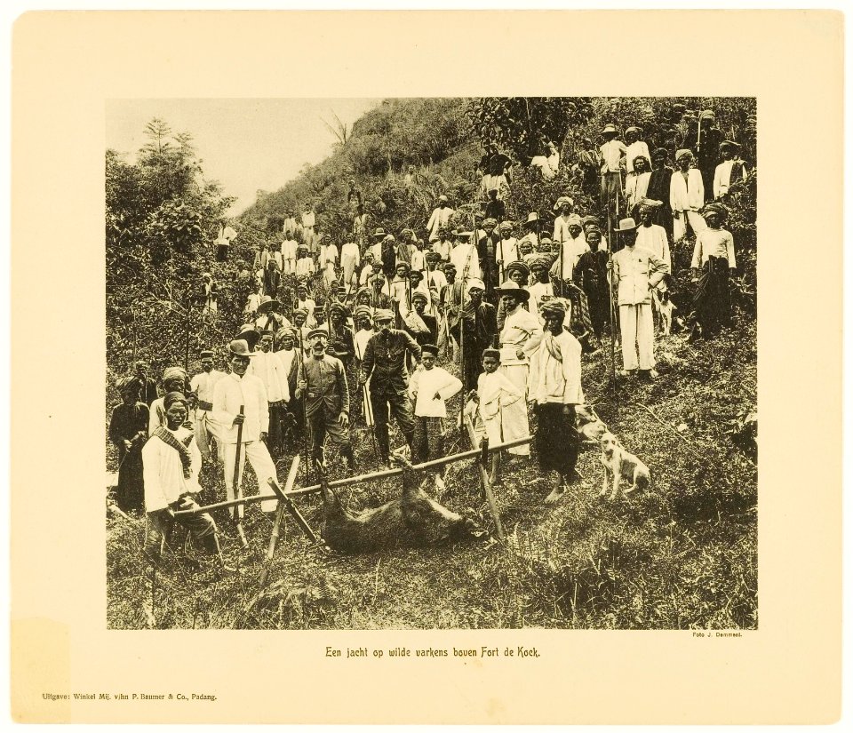 KITLV - 29357 - Demmeni, J. - Battue of wild pigs at Tilatang near Fort de Kock (Bukittinggi) - 1911