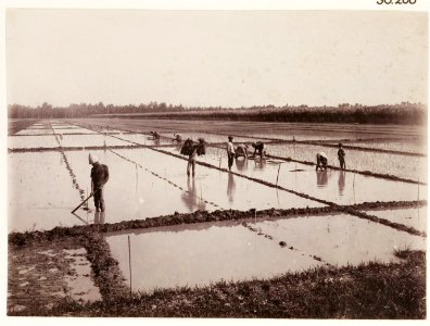 KITLV - 30200 - Kurkdjian, N.V. Photografisch Atelier - Soerabaja - Sugar plantation in East Java - 1921