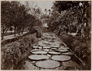 KITLV - 53177 - Lambert & Co., G.R. - Singapore - Victoria Regia - circa 1895 photo