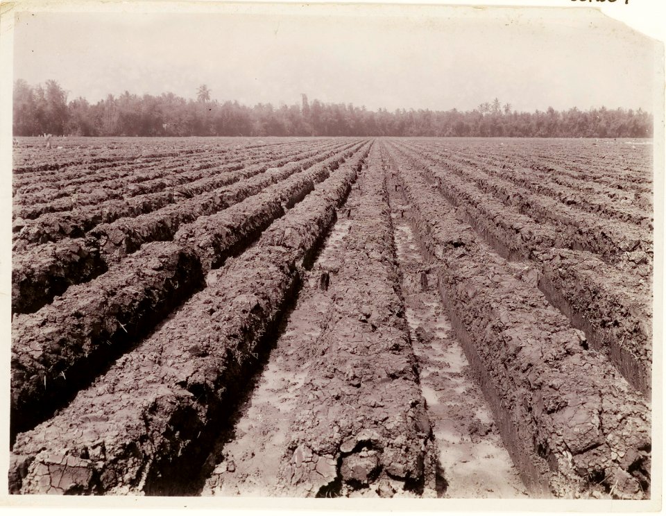 KITLV - 30204 - Kurkdjian, N.V. Photografisch Atelier - Soerabaja - Sugar plantation in East Java - 1921